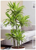 Professional Nursery Grade Dracaena Fertilizer 4 LB Six Month Slow Release Dragon Tree Plant Food