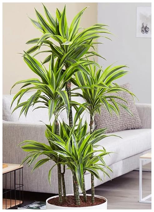 Professional Nursery Grade Dracaena Fertilizer 4 LB Six Month Slow Release Dragon Tree Plant Food