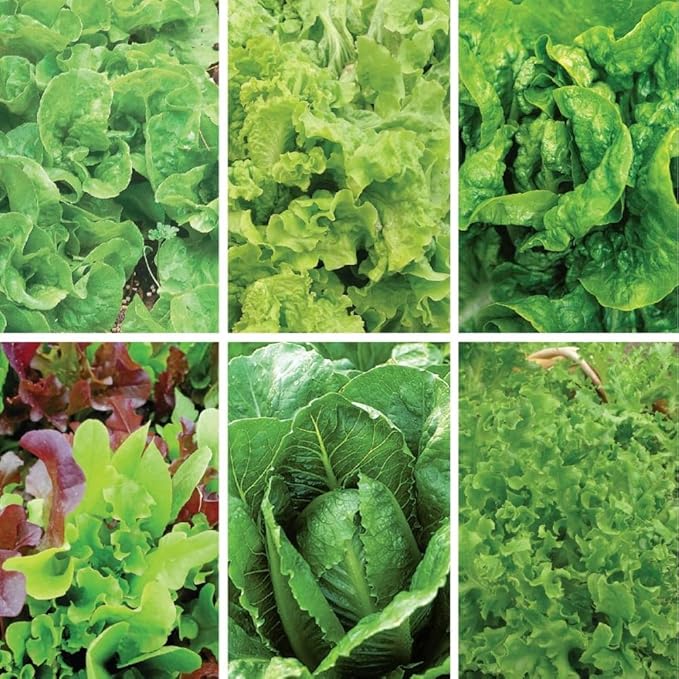 Ferry-Morse Cold Hardy Organic Lettuce Seed Variety Pack - 6 Pack