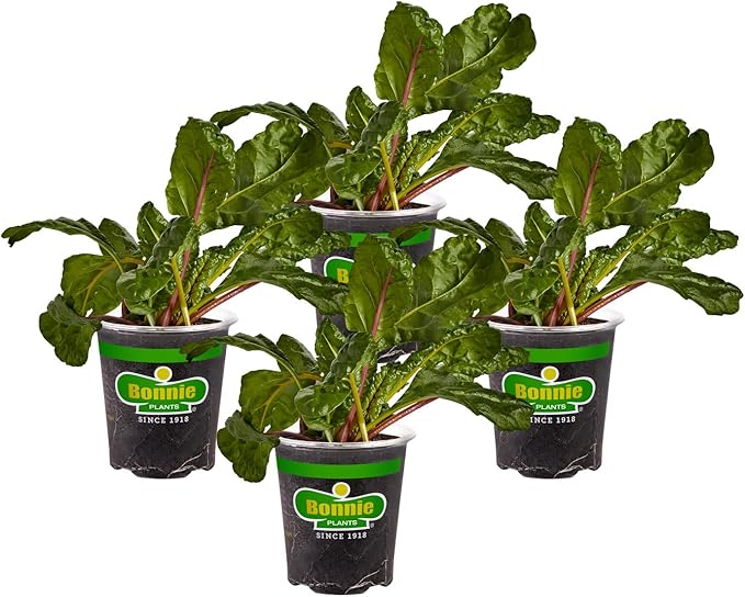 Bonnie Plants Swiss Chard 19.3 oz. 4-Pack