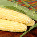 Bodacious R/M Hybrid Corn Garden Seed (Treated) - 1 Lb ~2031 Seeds - Non-GMO SE (Sugary Enhanced) Vegetable Gardening Seeds