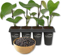 Black Pepper Plant - 4 Live Starter Vines - Piper Nigrum - Grow Your Own Spices in The Garden