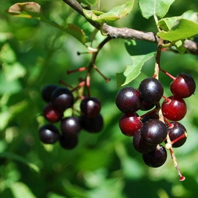 2 Black Cherry Trees Live Plants Sweet Cherry Plants Live Fruit Tree Bareroots Dormant 12-18 Inch Height Wild Black Cherry Seedling for Planting Home Garden