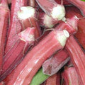 Red Burgundy Okra Seed - 1 LB Bulk ~6720 Seeds - Heirloom Open Pollinated Non-GMO Farm &amp Vegetable Gardening Seeds