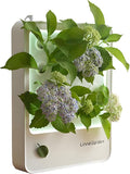 Indoor Hydroponic Growing System Desktop Herb &amp Vegetable Grow Light with LED Grow Lamp - Hydroponic Cultivation Harvest Lettuce (Gray)