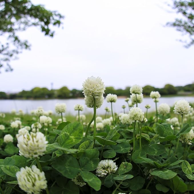 White Dutch Clover 25 Lb Seeds – Trifolium repens – Perennial Ground Cover – Low-Growing Clover for Lawns Pastures &amp Pollinator Gardens – Nitrogen Fixing – Non-GMO