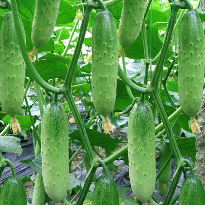 Set of 3 Marketmore Cucumber Plants Live Live Cucumber Plants 4 Inc Pot 4 to 7 Inc Long Starter Plant