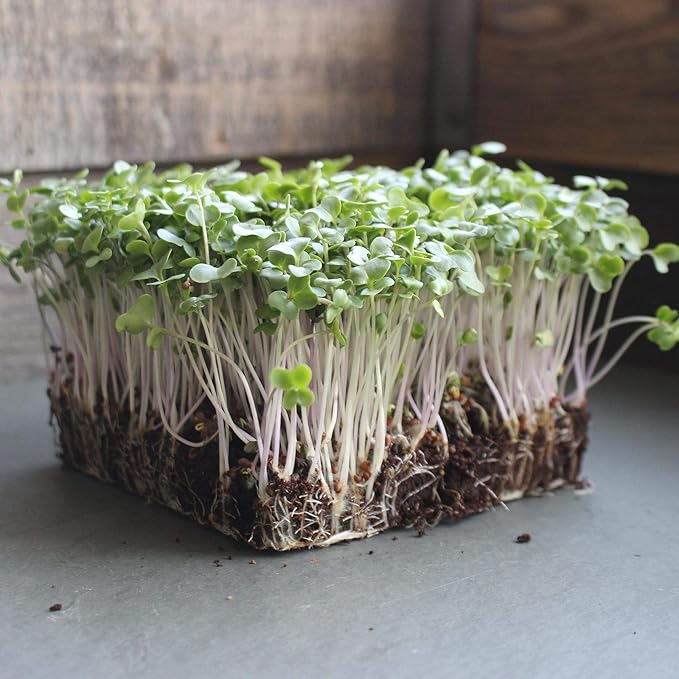 Waltham 29 Broccoli Seeds | Non-GMO Bulk Heirloom Broccoli Seeds for Sprouting Microgreens Vegetable Gardening Garden Salad Garnishes &amp More (5 Lb)