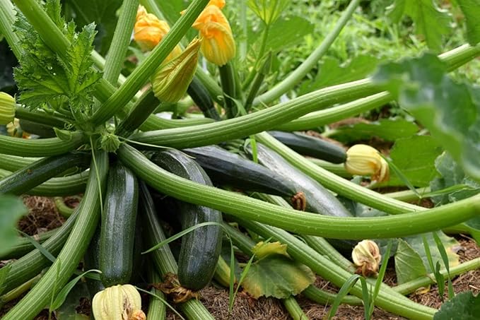 4 Live Squash Plants 5 to 8 Inch Tall Green Squash Plants Live in 4 Inch Pot Green Squash Zucchini Plants Seedlings