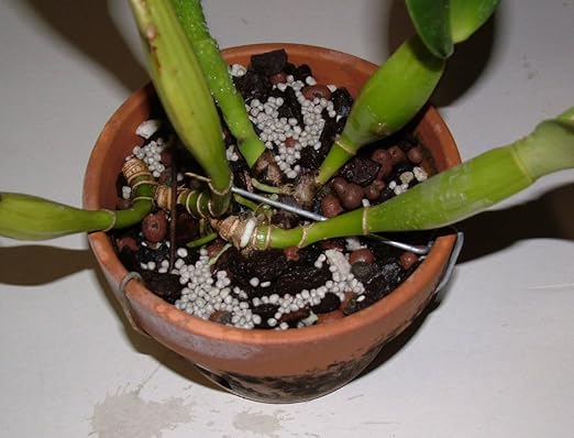 Nutricote. Timed Release Fertilizer. 18-6-8 180 Day. 10 Pounds. Orchids Plants