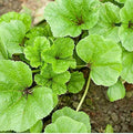 400 Seeds Chinese Mallow Seeds 冬苋菜 冬寒菜 Chima Auk 치마아욱 Curled Mallow