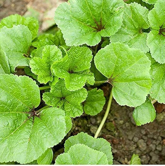 400 Seeds Chinese Mallow Seeds 冬苋菜 冬寒菜 Chima Auk 치마아욱 Curled Mallow