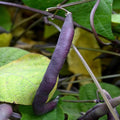 Organic Royal Burgundy Bush Bean Seeds - 1 LB ~1600 Seed - Organic Heirloom Open Pollinated Non-GMO Farm &amp Vegetable Gardening Seeds