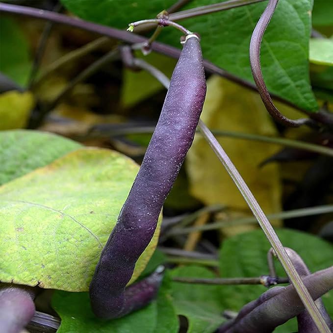 Organic Royal Burgundy Bush Bean Seeds - 1 LB ~1600 Seed - Organic Heirloom Open Pollinated Non-GMO Farm &amp Vegetable Gardening Seeds