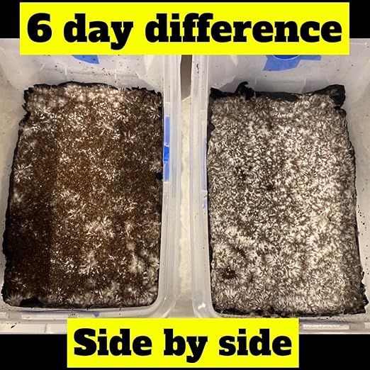 DRMyc.com - MGP Pure - Growth Promoter for Mushrooms. Our Substrate Probiotic Increases Colonization Speed Fruiting Size + Faster Flushes - (10 Grams)