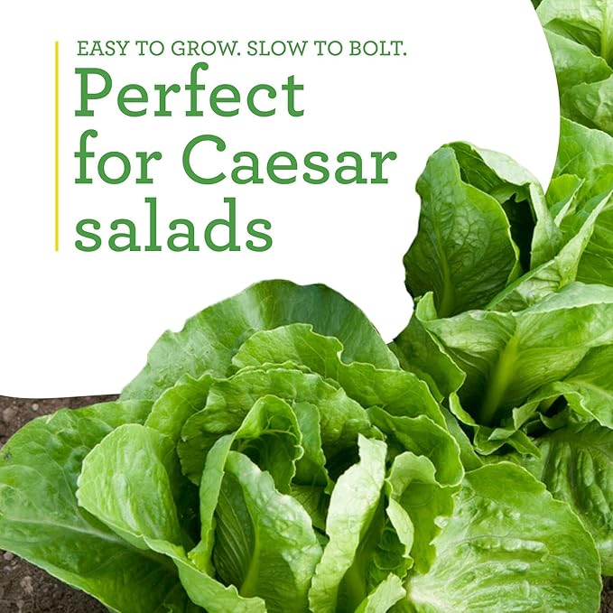Bonnie Plants Green Romaine Lettuce 19.3 oz. 4-pack