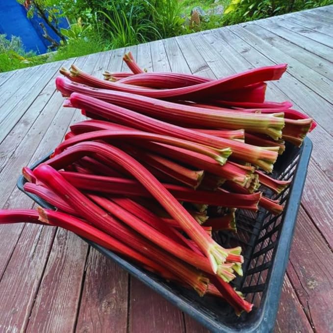 Common Rhubarb Plant Roots Live 5 Large Rhubarb Plants Roots for Planting Vegetable Plant for Gardening Indoor Outdoor
