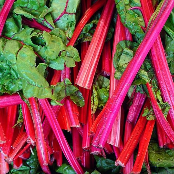 Set 5 Rhubarb Plant Roots for Planting Rhubarb Crown Root 4 to 6 Inc in Height Vegetables Plant Gardening