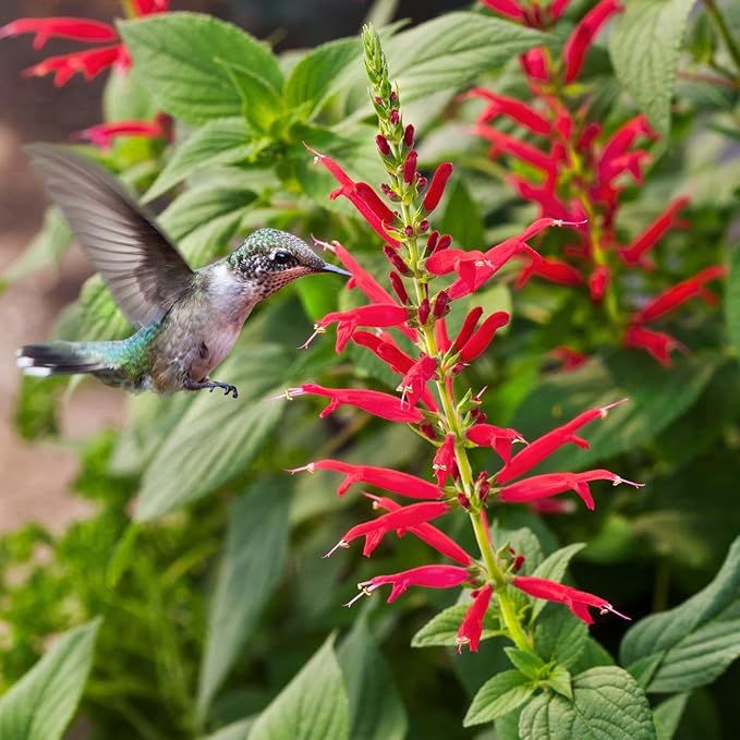 Bonnie Plants Pineapple Sage - 4 Pack Live Plants Perennial In Zones 8 - 10 3 - 4 Ft Tall Plants Garnish Teas &amp Flower Arrangements