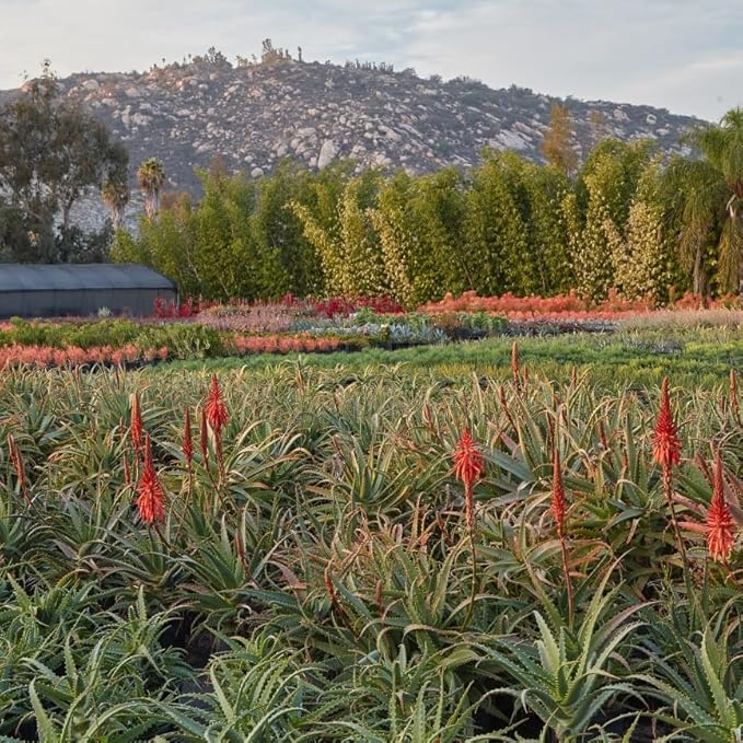 Coral Aloe Plants (Aloe striata) - Live Succulent with Striking Pink Edges and Smooth Flat Leaves for Indoor/Outdoor Gardening (2 Coral Aloe sacs)