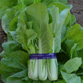 Cabbage Seeds - Pak Choi - QD- 2 Express - Hybrid - 4 Oz ~40000 Seeds - Non-GMO F1 Hybrid - Asian Garden Vegetable