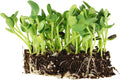 Whole Sunflower Sprouting Seeds: 5 Lb ~ 128000 Seeds - Black Oil Sun Flower Seeds (Shell On): Microgreens Sprouts Flower Gardening - Sun Flower