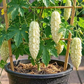 White Jade Bittermelon Live Plant Rare White Bitter Melon Vine Edible Vegetable Starter for Planting 6-8 Inches Tall in 4 Inch Pot