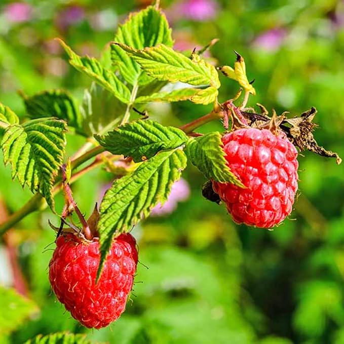 4 Red Thornless Raspberry Plants Live 5-9 Inch Tall Raspberry Fruit Trees for Outdoor Growing Raspberry Seedling
