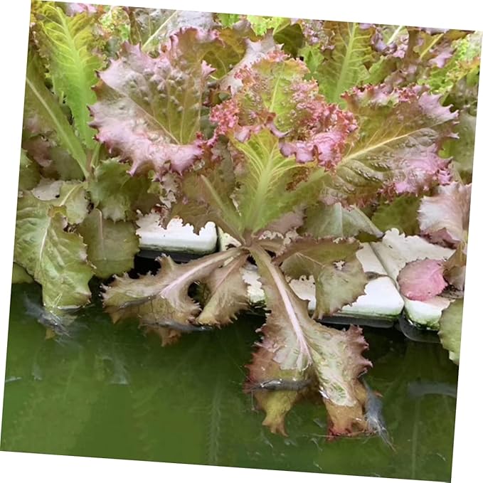 BESPORTBLE 1set Soil Hydroponic Planting Tray Set Cylinder Sponge Cups Floating Gardening System for Greenhouse Vegetable Cultivation Includes Planting Baskets and Sponge Tray