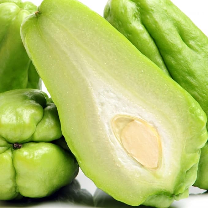 Chayote Squash Plant Live Chayote Plant Gallon Pot 7 to 10 Inc Tall Live Garden Vegetable Vine