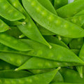 Mammoth Melting Sugar Pod Snow Pea Garden Seed - 5 Lbs ~9000 Seeds - Non-GMO Heirloom Vegetable Gardening &amp Microgreens Seed