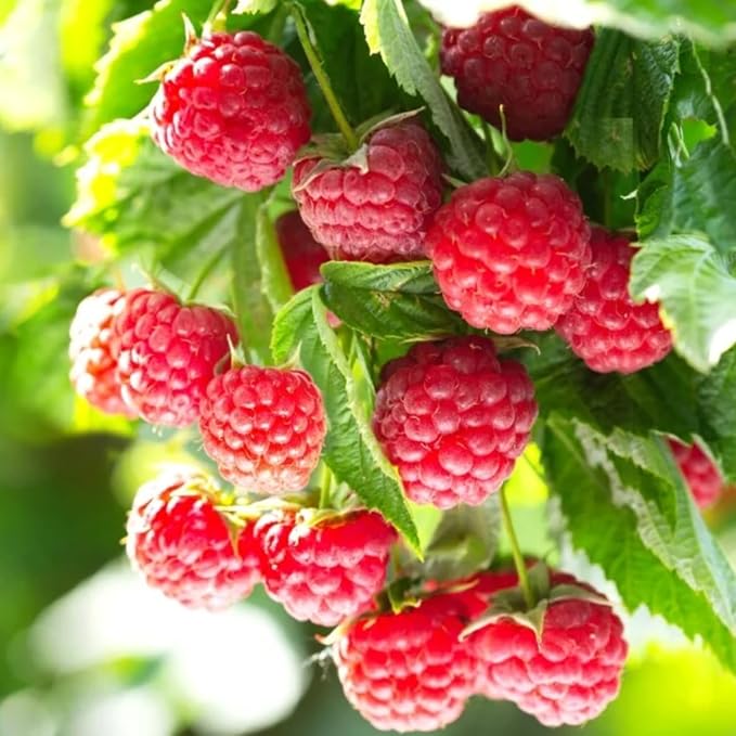 4 Red Thornless Raspberry Plants Live 5-9 Inch Tall Raspberry Fruit Trees for Outdoor Growing Raspberry Seedling