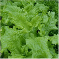 Everwilde Farms - 1 Lb Organic Black Seeded Simpson Leaf Lettuce Seeds - Gold Vault Packet