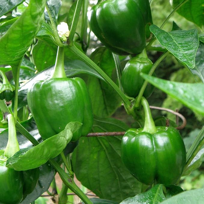 Bonnie Plants Green Bell Pepper Live Vegetable Plants - 4 Pack Non-GMO 2 - 3 Ft Plants 4.5 x 4 Inch Pepper Size