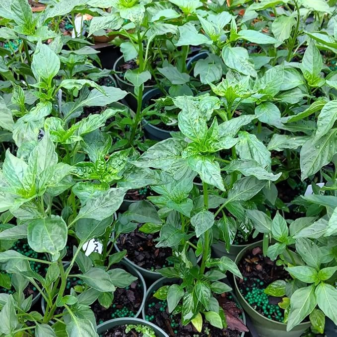Set 6 Hot Pepper Live Plants 90 Days Old Live Pepper Chili Plant for Spring Planting (Carolina Reaper)