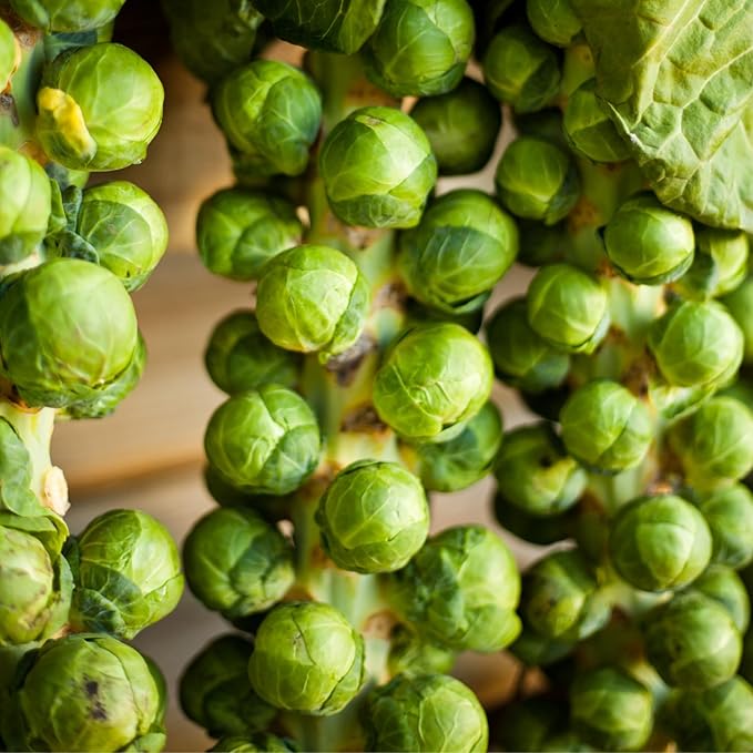 Brussel Sprouts Live Plant in 4″ Pot Well Rooted Brussel Sprouts Plants Vegetable for Garden or Container Planting