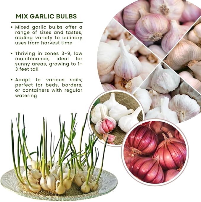 1 Lb Assorted Garlic Bulbs for Planting 8 Hardy Garlic Bulbs for Planting Home Vegetable Garden or Raised Beds Hardneck Garlic Bulbs