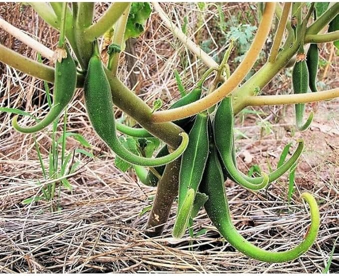 20 Dwarf Unicorn Plant aka Devil's Claw or Devil's Horn Proboscidea Pink &amp Yellow Flower Seeds