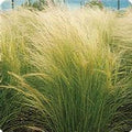 Pony Tails Stipa Grass Seeds - 100 Seeds - Decorative &amp Ornamental Grass Seed