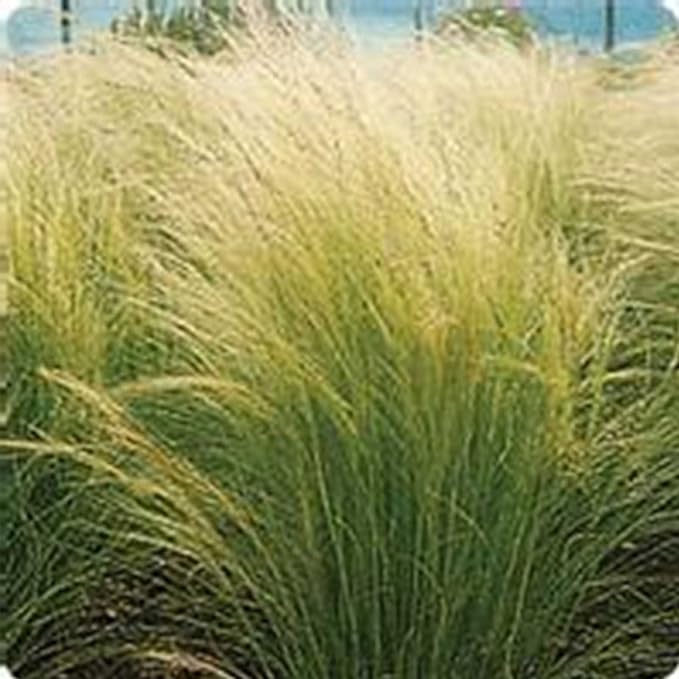Pony Tails Stipa Grass Seeds - 100 Seeds - Decorative &amp Ornamental Grass Seed
