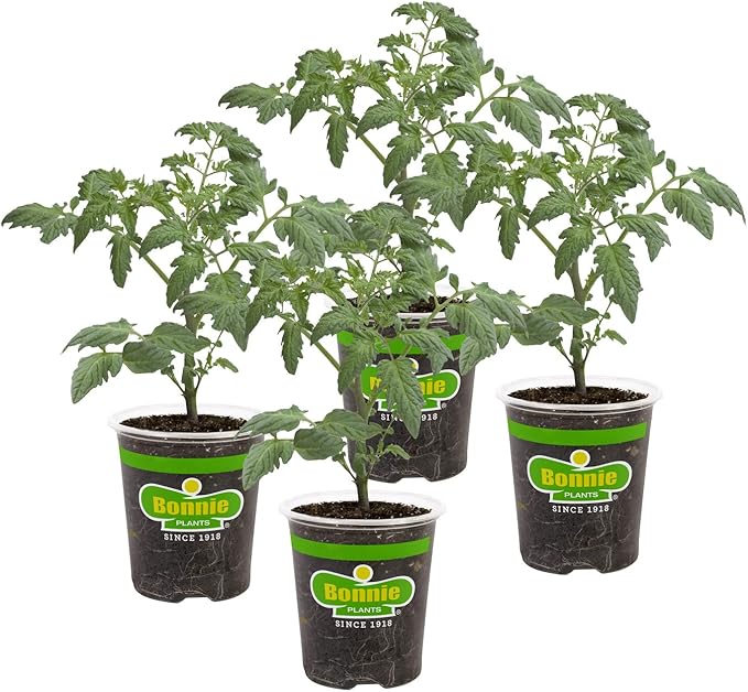 Bonnie PLANTS Husky Cherry Red Tomato Live Vegetable Plants - 4 Pack Non-GMO Bite Sized Disease Resistant
