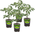 Bonnie PLANTS Husky Cherry Red Tomato Live Vegetable Plants - 4 Pack Non-GMO Bite Sized Disease Resistant