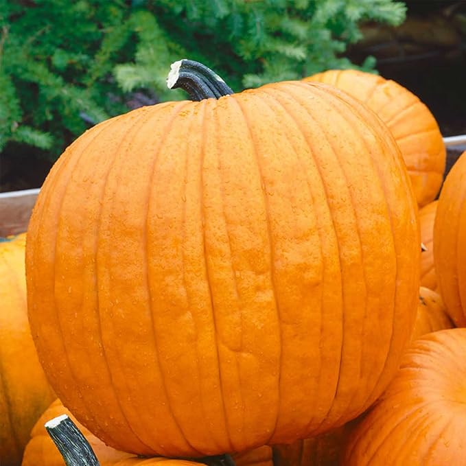 Pumpkin Garden Seeds - Howden Variety - 5 Lb - Non-GMO Heirloom Pumpkins - Rich Orange - Jack O'Lantern Pumpkin Gardening