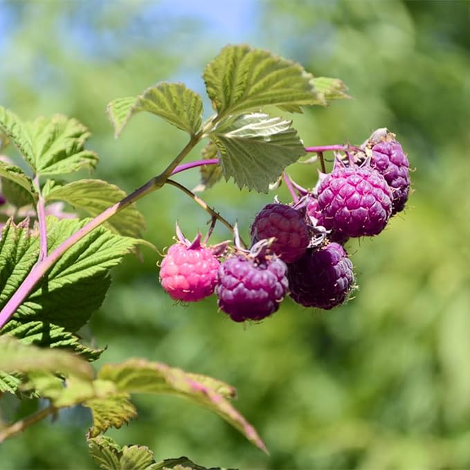 4 Glencoe Thornless Raspberry Plants Live 5-9 Inch Tall Raspberry Fruit Trees for Outdoor Growing Raspberry Seedling