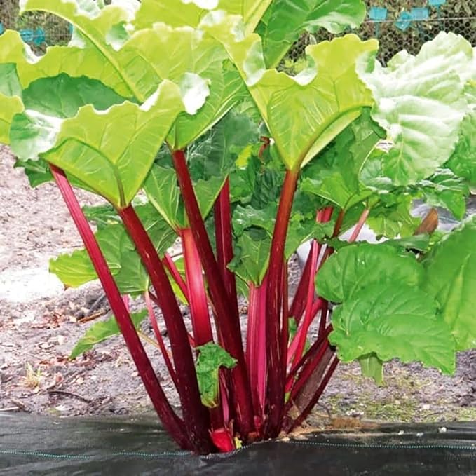 5 Rhubarb Plants Roots for Planting Rhubarb Plants Live Roots for Planting Gardening Outdoor Indoor Backyard Gardens 3 to 5 Inc Tall