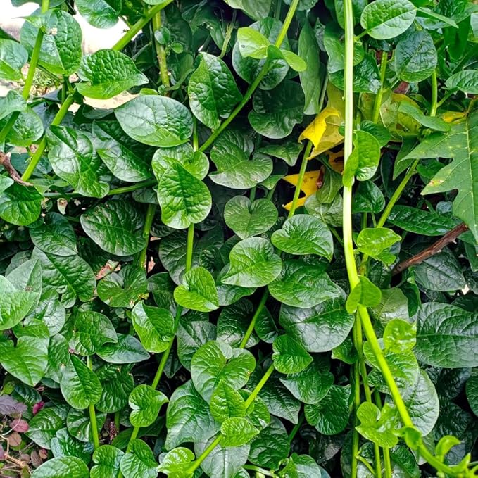 Malabar Spinach Plant Live Vegetable Vine Plant 5 to 8 Inch Tall Malabar Spinach Live Plant Potted