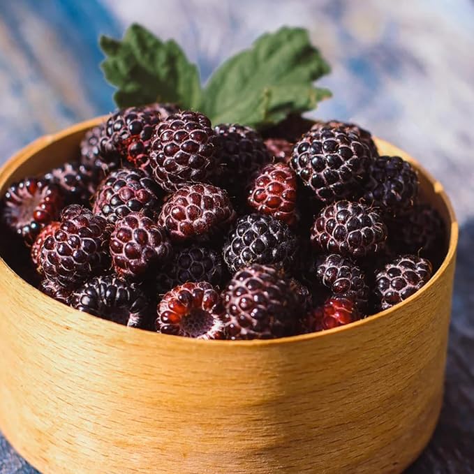 4 Glencoe Thornless Raspberry Plants Live 5-9 Inch Tall Raspberry Fruit Trees for Outdoor Growing Raspberry Seedling