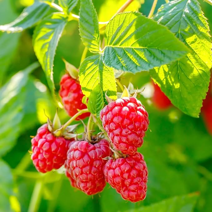 4 Red Thornless Raspberry Plants Live 5-9 Inch Tall Raspberry Fruit Trees for Outdoor Growing Raspberry Seedling