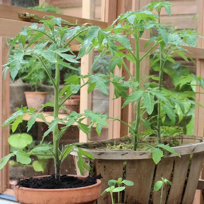 Set 2 Pots Beefsteak Tomato Plants 4 Inch Pot Live Tomato Plants 5 to 8 Inch Tall Vegetable Seedlings for Growing