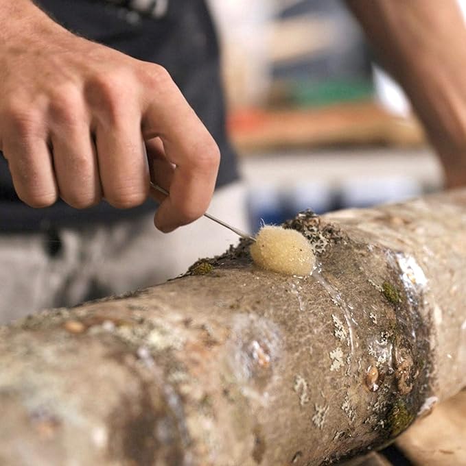 North Spore Organic Italian Oyster (100 ct) Mushroom Plugs for Logs | Premium Quality Mushroom Plug Spawn | Handmade in Maine USA | Grow Gourmet Mushrooms Outdoors on Logs